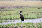 standing Mohrenklaffschnabel