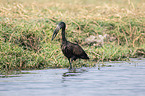 walking Mohrenklaffschnabel