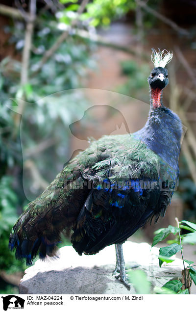 Kongopfau / African peacock / MAZ-04224