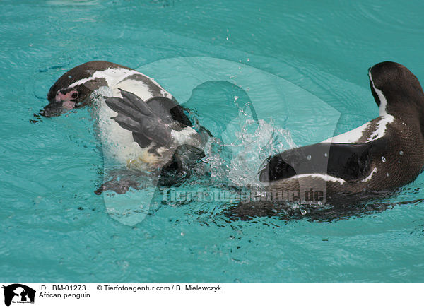 African penguin / BM-01273