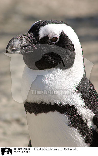 African penguin / BM-01383