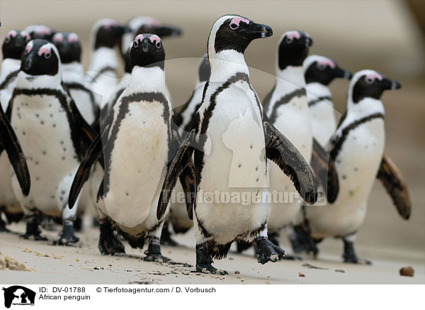 Brillenpinguin / African penguin / DV-01788