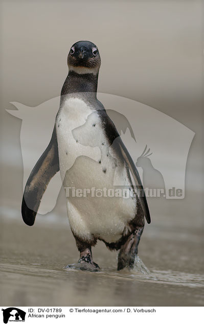 Brillenpinguin / African penguin / DV-01789