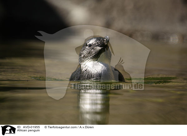 Brillenpinguin / African penguin / AVD-01955