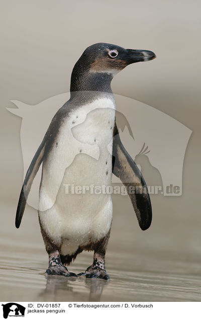 Brillenpinguin / jackass penguin / DV-01857