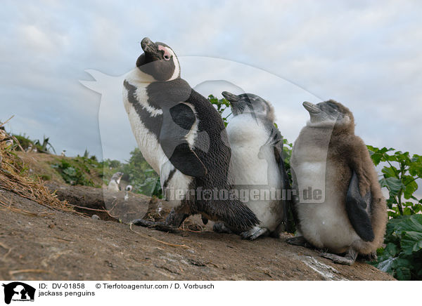 Brillenpinguine / jackass penguins / DV-01858