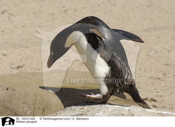 Brillenpinguin / African penguin / CD-01320