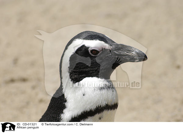 Brillenpinguin / African penguin / CD-01321