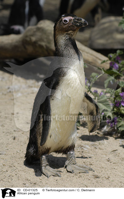 African penguin / CD-01325