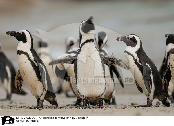 Brillenpinguin / African penguins / DV-02090
