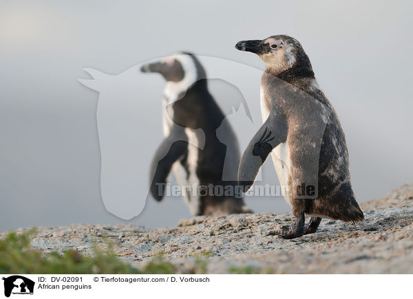 Brillenpinguin / African penguins / DV-02091