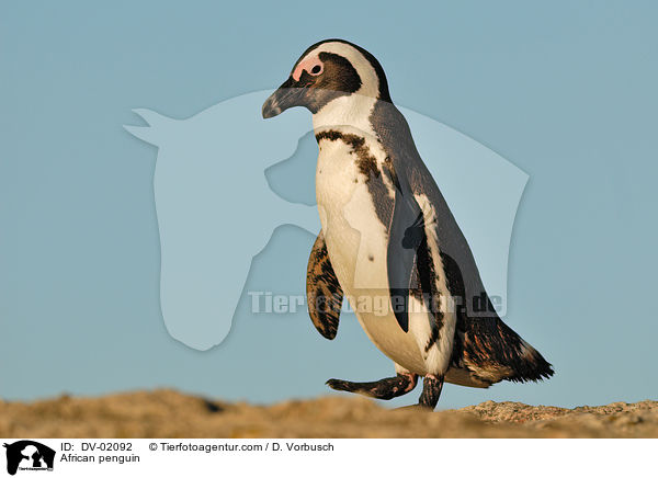 Brillenpinguin / African penguin / DV-02092