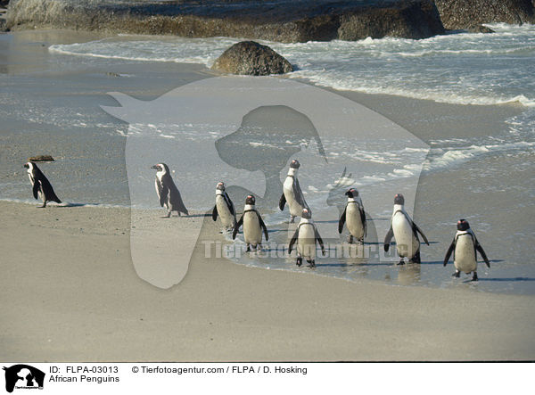 Brillenpinguine / African Penguins / FLPA-03013