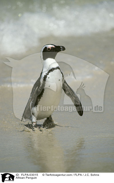 Brillenpinguin / African Penguin / FLPA-03015