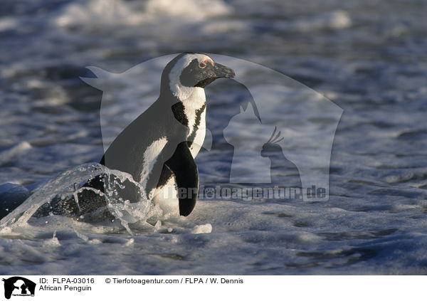Brillenpinguin / African Penguin / FLPA-03016