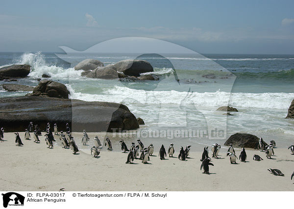 Brillenpinguine / African Penguins / FLPA-03017