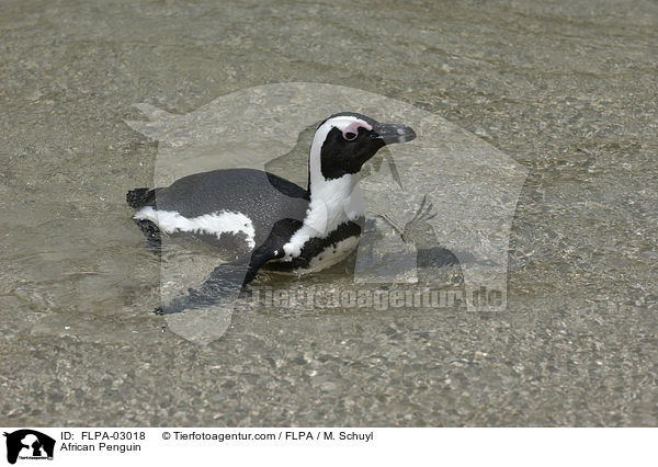 Brillenpinguin / African Penguin / FLPA-03018