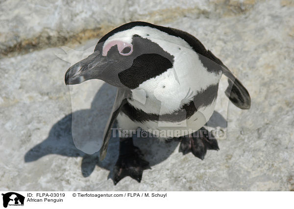 Brillenpinguin / African Penguin / FLPA-03019
