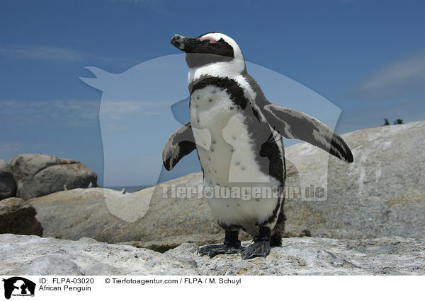 Brillenpinguin / African Penguin / FLPA-03020