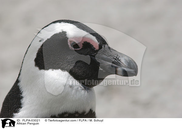 Brillenpinguin / African Penguin / FLPA-03021