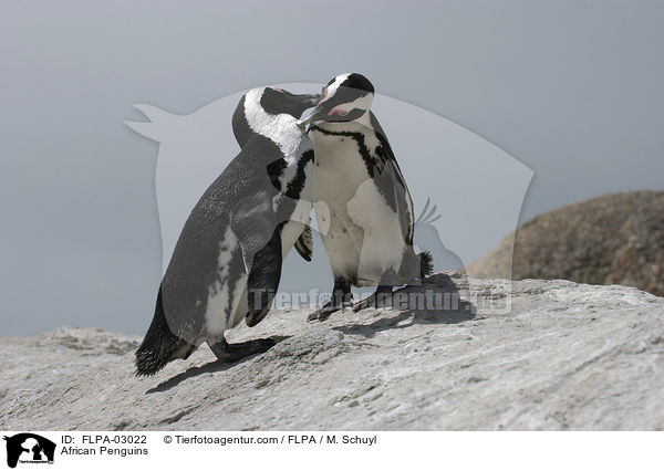 Brillenpinguine / African Penguins / FLPA-03022