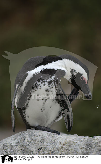 Brillenpinguin / African Penguin / FLPA-03023