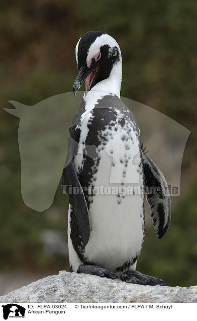 Brillenpinguin / African Penguin / FLPA-03024