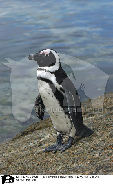 Brillenpinguin / African Penguin / FLPA-03025