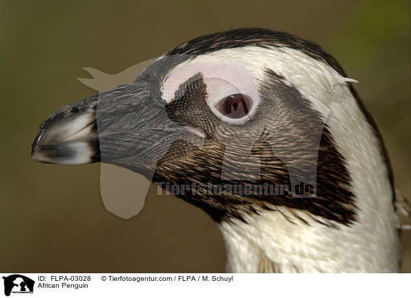 Brillenpinguin / African Penguin / FLPA-03028