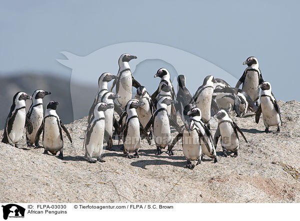 Brillenpinguine / African Penguins / FLPA-03030