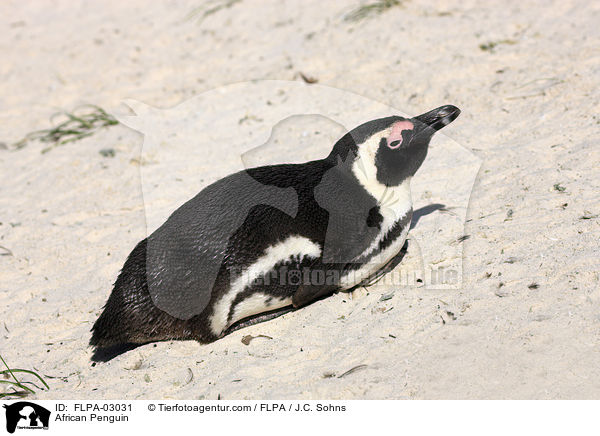 Brillenpinguin / African Penguin / FLPA-03031