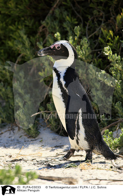 Brillenpinguin / African Penguin / FLPA-03033