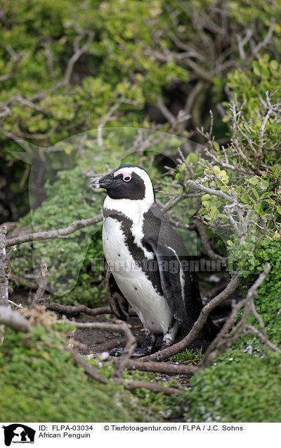 Brillenpinguin / African Penguin / FLPA-03034