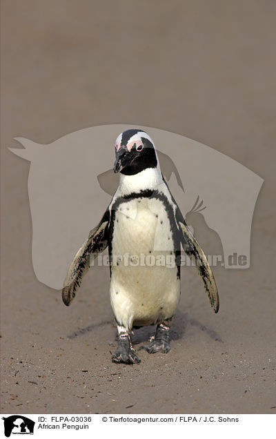 Brillenpinguin / African Penguin / FLPA-03036