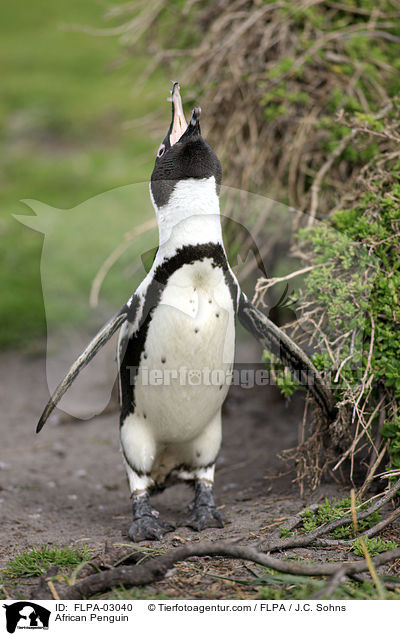 Brillenpinguin / African Penguin / FLPA-03040