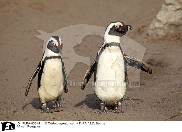 Brillenpinguine / African Penguins / FLPA-03044