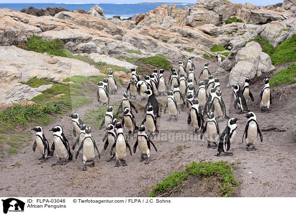 Brillenpinguine / African Penguins / FLPA-03046