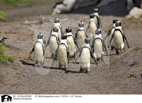 Brillenpinguine / African Penguins / FLPA-03050