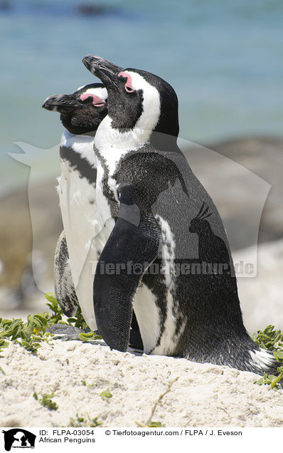 African Penguins / FLPA-03054
