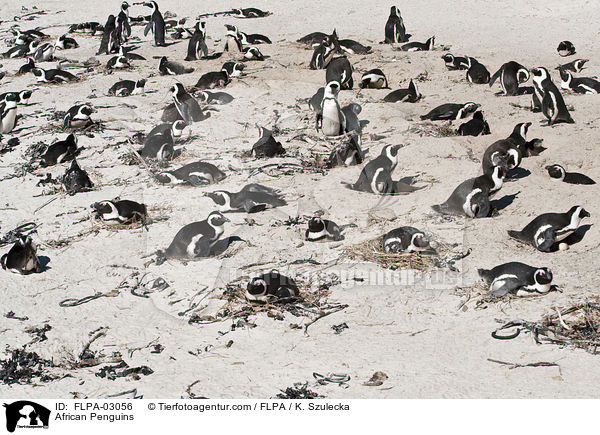 Brillenpinguine / African Penguins / FLPA-03056
