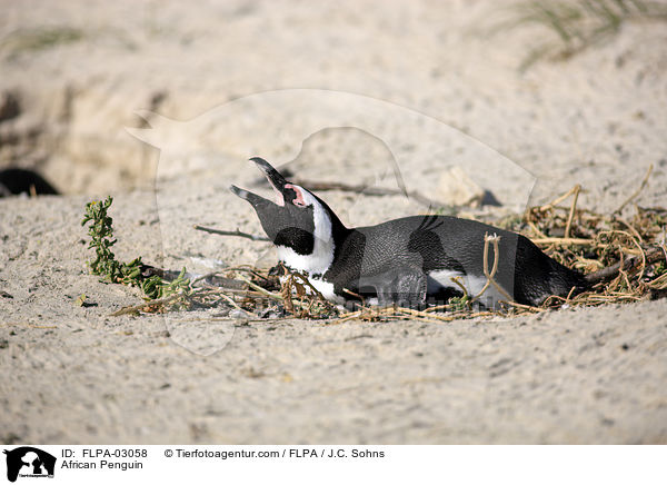 Brillenpinguin / African Penguin / FLPA-03058