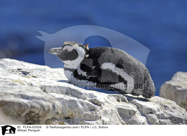 Brillenpinguin / African Penguin / FLPA-03059