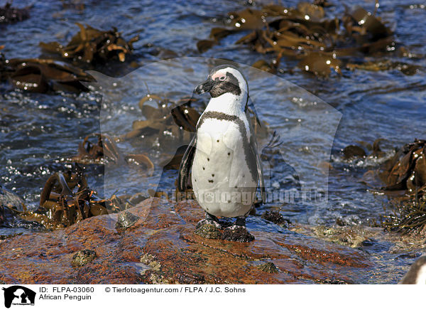 Brillenpinguin / African Penguin / FLPA-03060