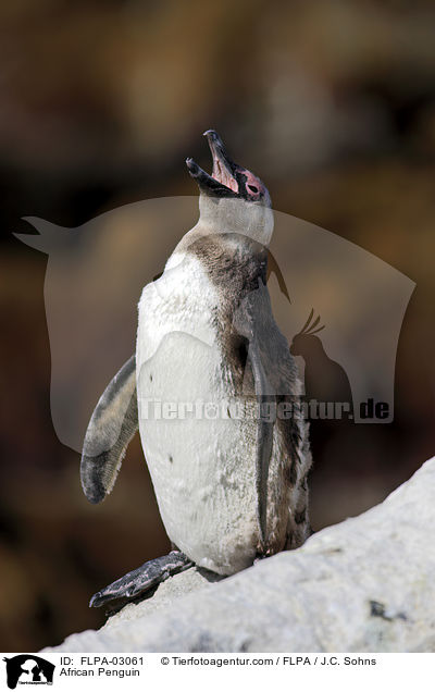 Brillenpinguin / African Penguin / FLPA-03061