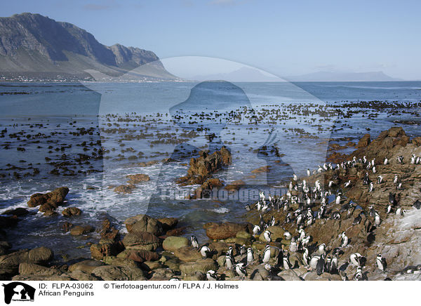 African Penguins / FLPA-03062