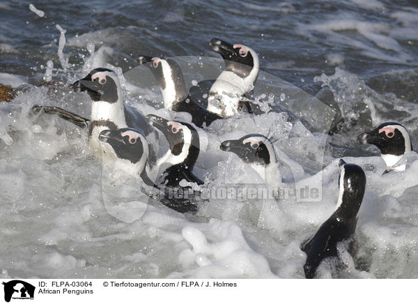 Brillenpinguine / African Penguins / FLPA-03064
