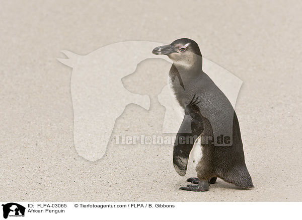 Brillenpinguin / African Penguin / FLPA-03065