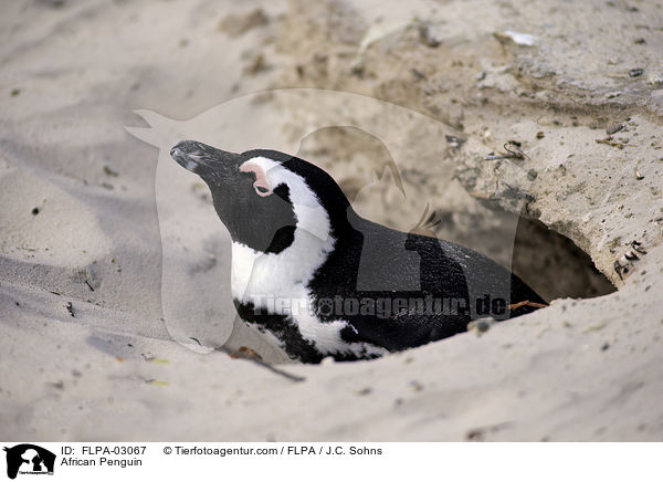 Brillenpinguin / African Penguin / FLPA-03067