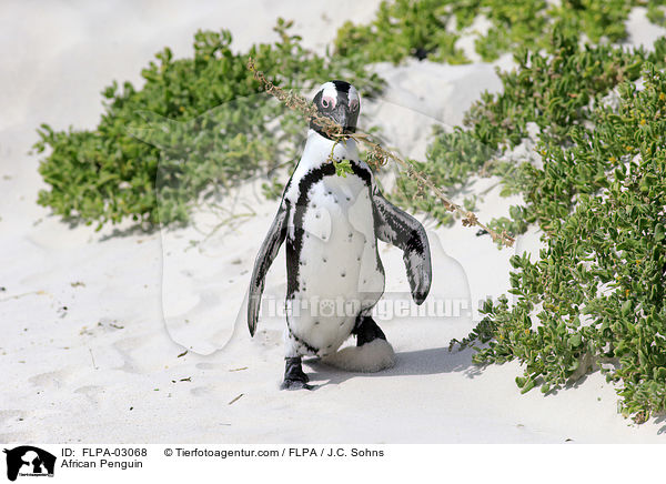 Brillenpinguin / African Penguin / FLPA-03068