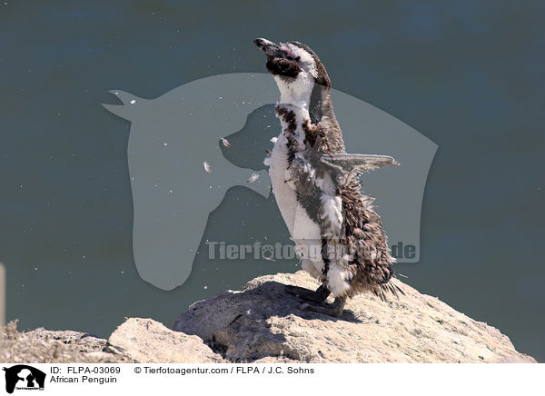 Brillenpinguin / African Penguin / FLPA-03069